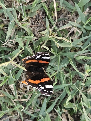 Red Admiral