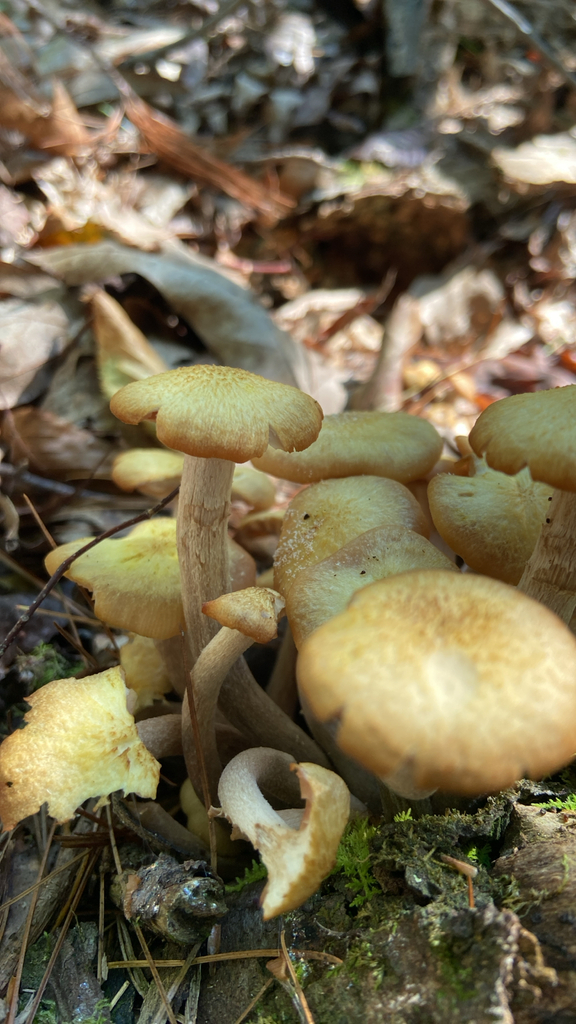 Ringless Honey Mushroom · August 2026 · photo: Photo: no rights reserved · iNaturalist