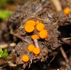 Cheilymenia raripila