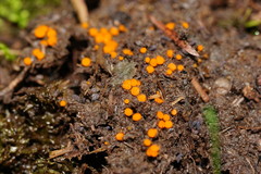 Cheilymenia raripila
