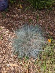 Festuca glauca