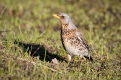 Turdus pilaris