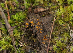 Cheilymenia raripila