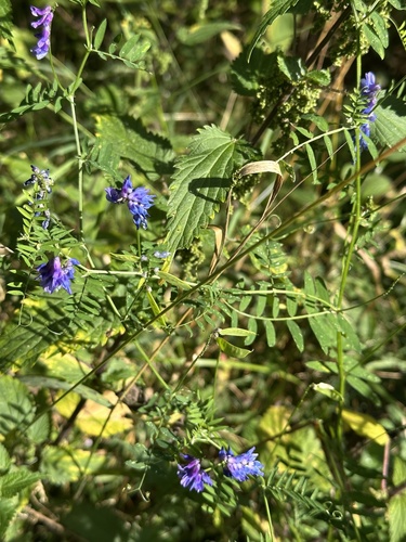tufted vetch