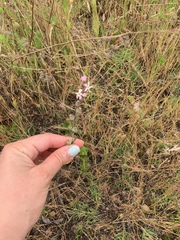Silene gallica