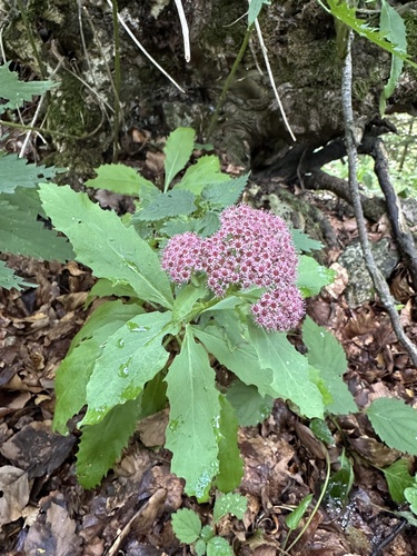 Hylotelephium vulgare
