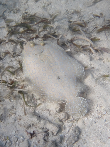 Atlantic Peacock Flounder
