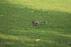Funambulus pennantii