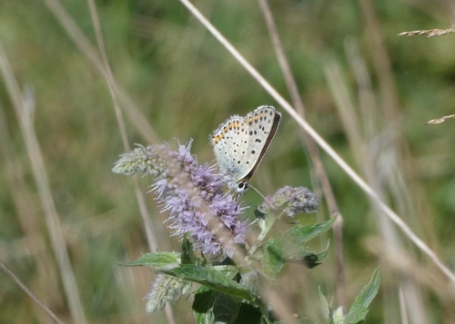 Sooty Copper