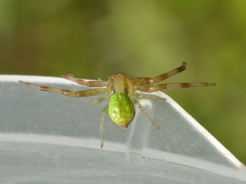 Triangle Crab Spider