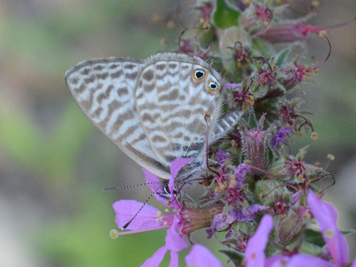 Lang's Short-tailed Blue