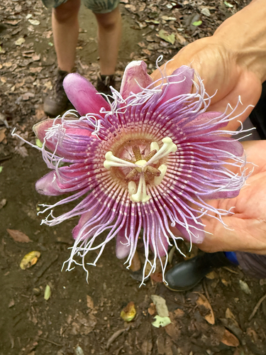 Passiflora quadrangularis observed 2026-08-27