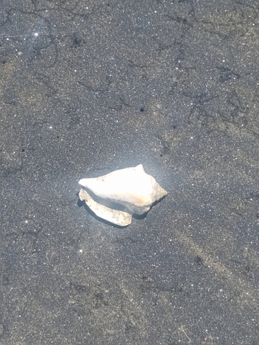 Fighting Conch