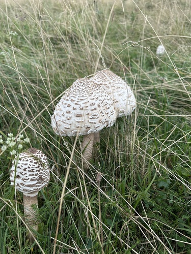 Parasol