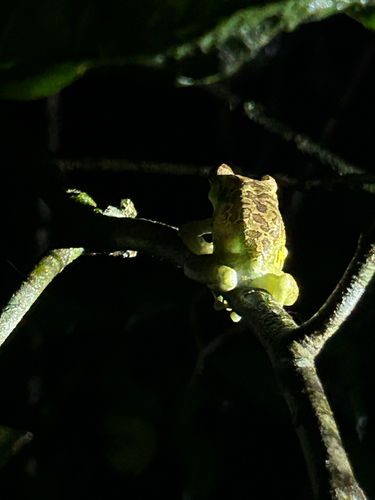 Ghat Tree Frog, Ghatixalus asterops
