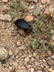 Scyphophorus yuccae
