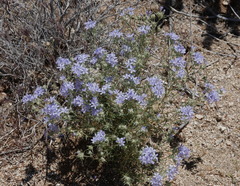 Eriastrum densifolium