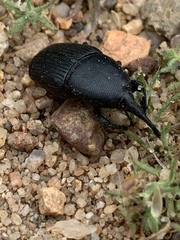 Scyphophorus yuccae