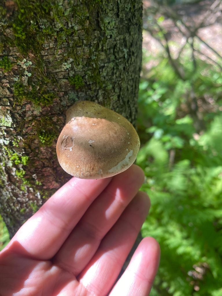 birch polypore · August 2026 · photo: Photo: no rights reserved · iNaturalist