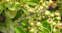 Ischnura denticollis
