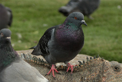 Columba livia domestica
