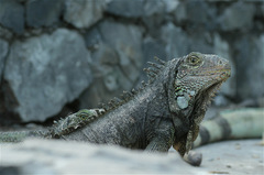 Iguana iguana