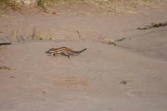 Funambulus pennantii