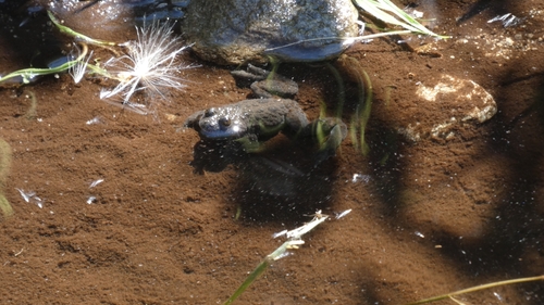 Yellow-bellied Toad