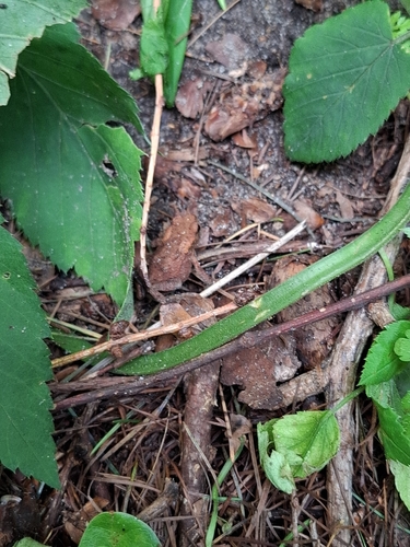 European Toad