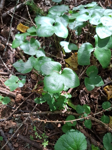 Liverleaf