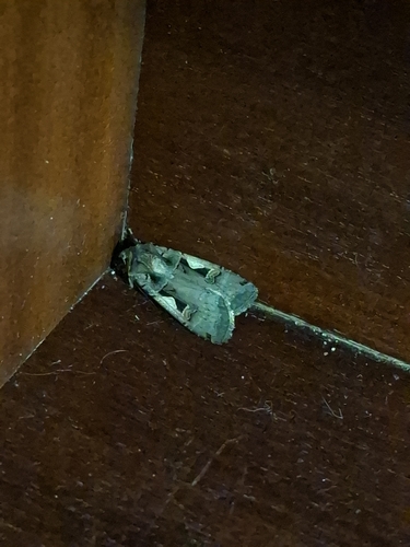 Setaceous Hebrew Character