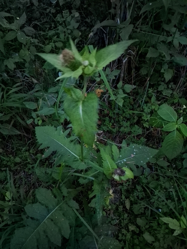 Cabbage Thistle