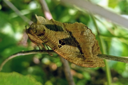 Dot-underwing Moth