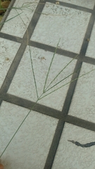 Digitaria sanguinalis