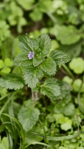 Stemodia verticillata, photograph 2