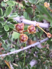 Ceanothus roderickii