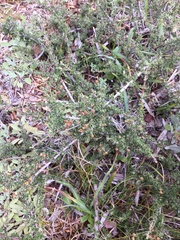 Ceanothus roderickii