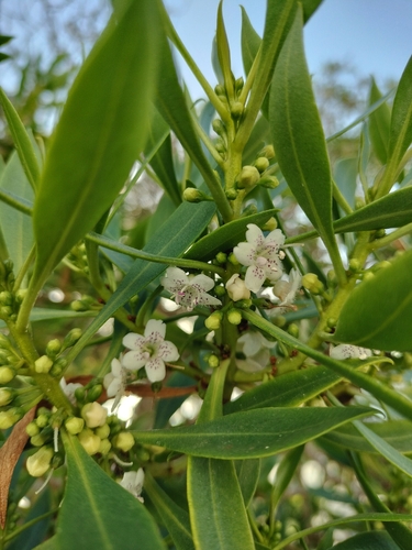 Myoporum montanum, photograph 4
