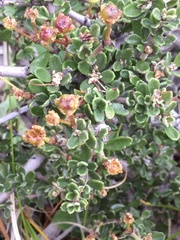 Ceanothus roderickii