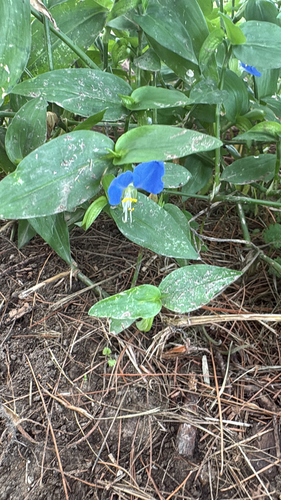 Asiatic dayflower