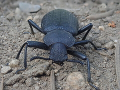 Iphthiminus serratus