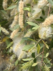 Salix