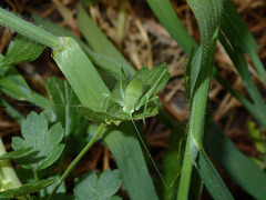 Platylyra californica