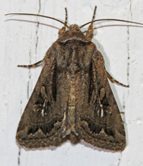 Ulolonche orbiculata