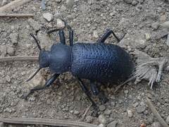 Iphthiminus serratus