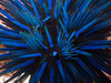 Blue-black Urchin - Photo (c) DavidR.808, some rights reserved (CC BY-NC), uploaded by DavidR.808