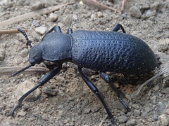 Iphthiminus serratus