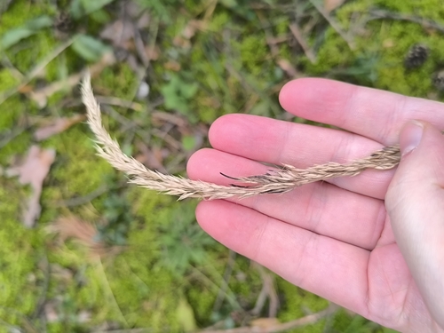 Calamagrostis arundinacea, photograph 6