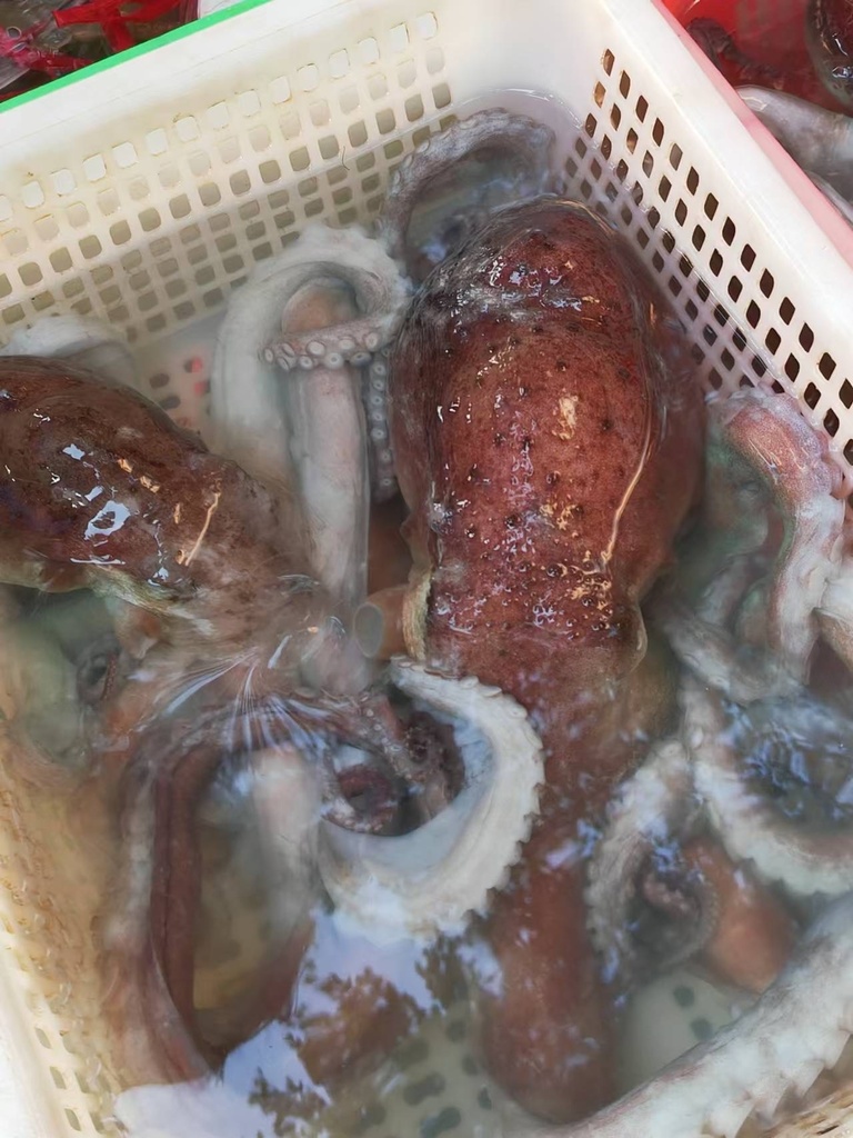Taiwan Pouched Octopus