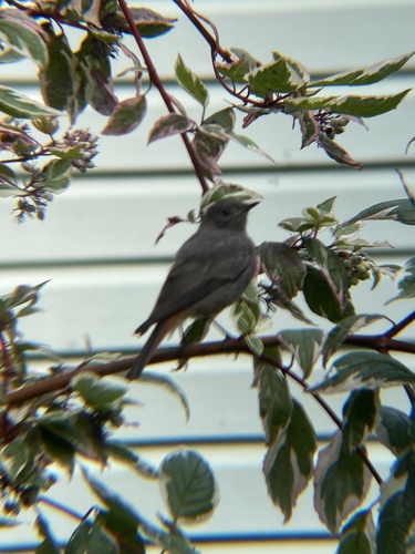 Black Redstart